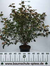 Physocarpus opulifolius 'Diabolo' Blasenspiere 'Diabolo'