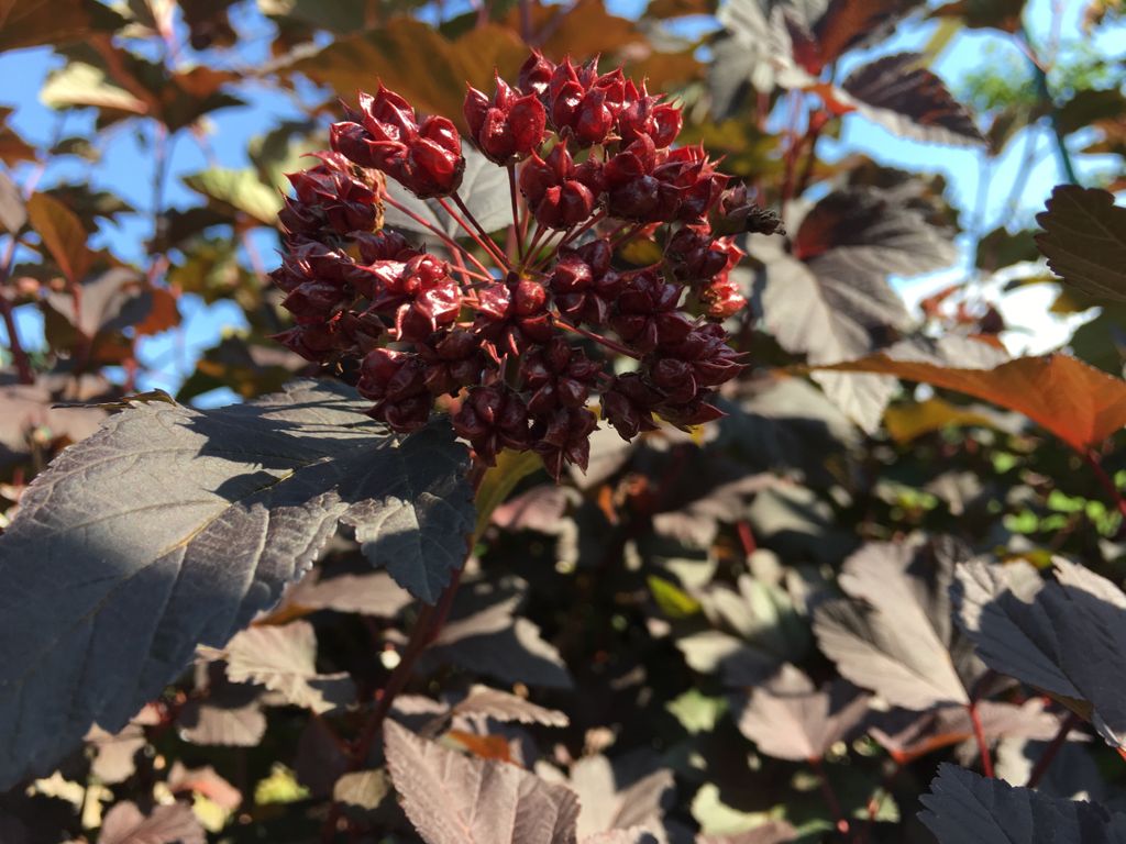 Physocarpus opulifolius 'Diabolo' Blasenspiere 'Diabolo'