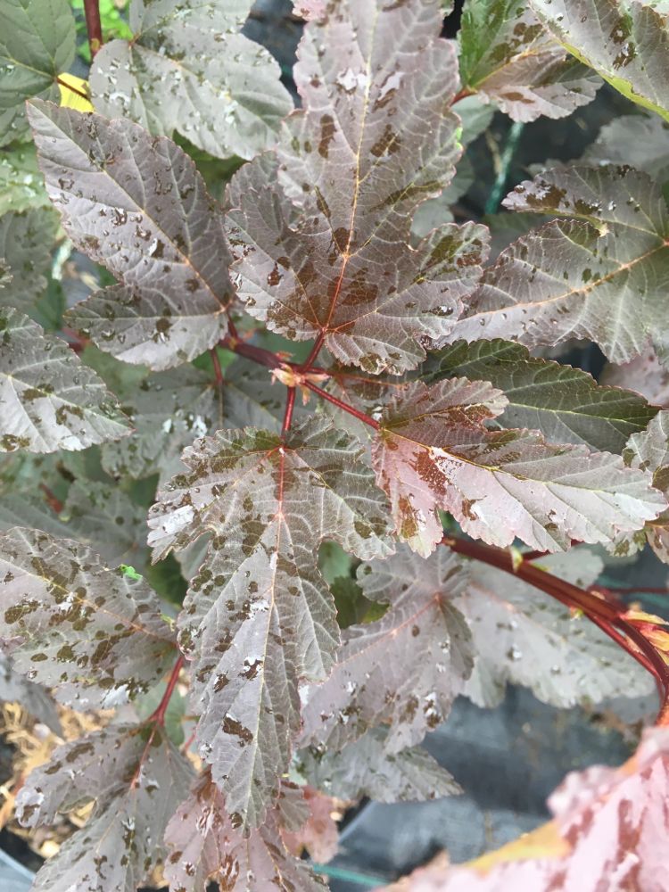 Physocarpus opulifolius 'Diabolo' Blasenspiere 'Diabolo'