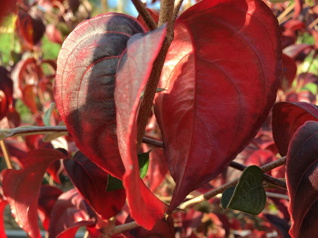 Cornus kousa chinensis Chin. Blumen-Hartriegel