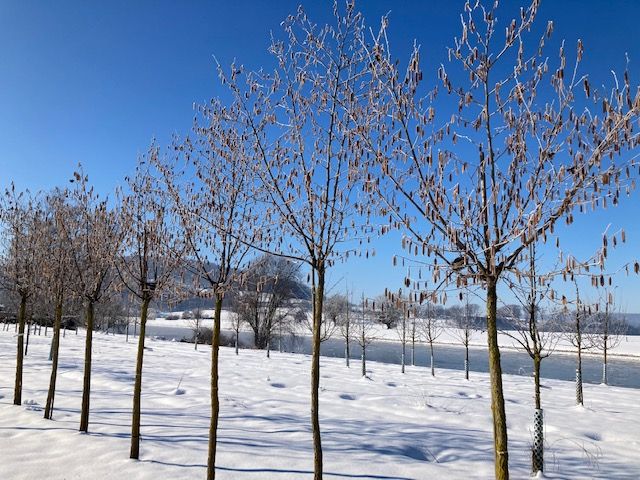 Corylus avellana Waldhasel