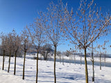 Corylus avellana Waldhasel