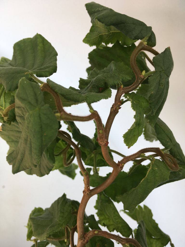 Corylus av.'Contorta' Korkenzieherhasel