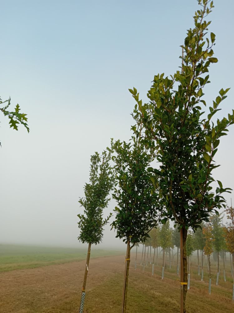 Crataegus lavallei 'Carrierei' Apfeldorn