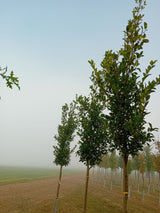 Crataegus lavallei 'Carrierei' Apfeldorn