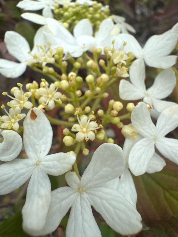 Viburnum plicatum 'Summer Snowflake' Japan.Schneeball 'Summer Snowflake'