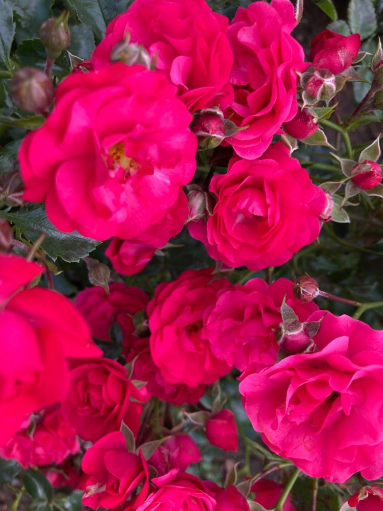 Rosa 'Gärtnerfreude'  -R-              BDR III Bodend.Rose 'Gärtnerfreude'  -R-