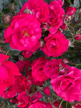 Rosa 'Gärtnerfreude'  -R-              BDR III Bodend.Rose 'Gärtnerfreude'  -R-