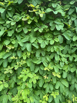 Akebia quinata Fingerblättrige Klettergurke