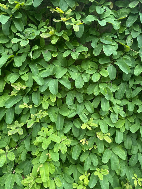Akebia quinata Fingerblättrige Klettergurke