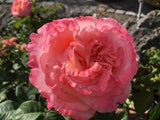 Rosa 'Augusta Luise'  -R-               TH VI Edelrose 'Augusta Luise'  -R-