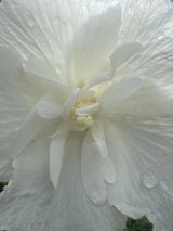 Hibiscus syriacus 'White Chiffon'  -R- Garteneibisch 'White Chiffon'  -R-
