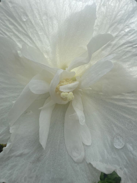 Hibiscus syriacus 'White Chiffon'  -R- Garteneibisch 'White Chiffon'  -R-