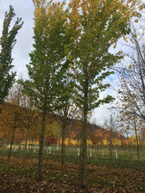 Ulmus 'Columella'  -S- Ulme 'Columella'  -S-