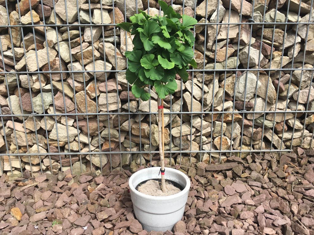 Ginkgo biloba 'Mariken' Fächerblattbaum 'Mariken'
