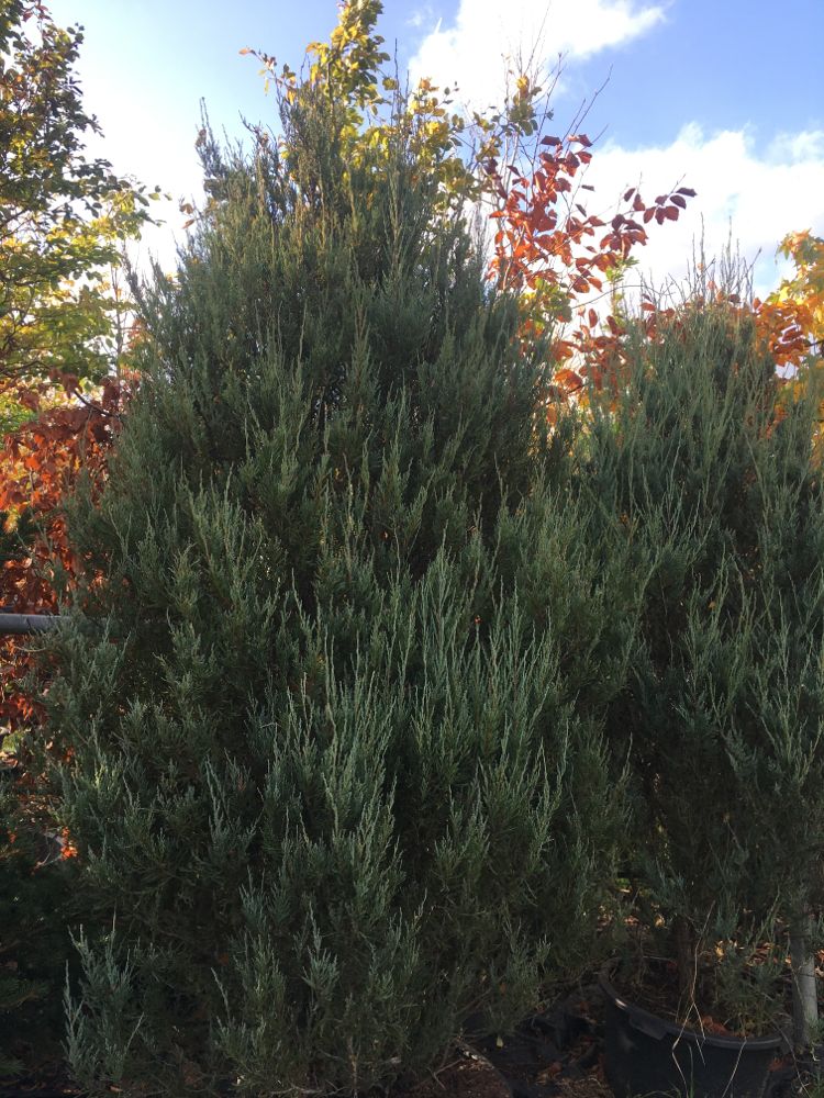 Juniperus scopulorum 'Blue Arrow' Wacholder 'Blue Arrow'
