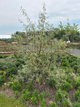 Elaeagnus angustifolia Schmalblättrige Ölweide