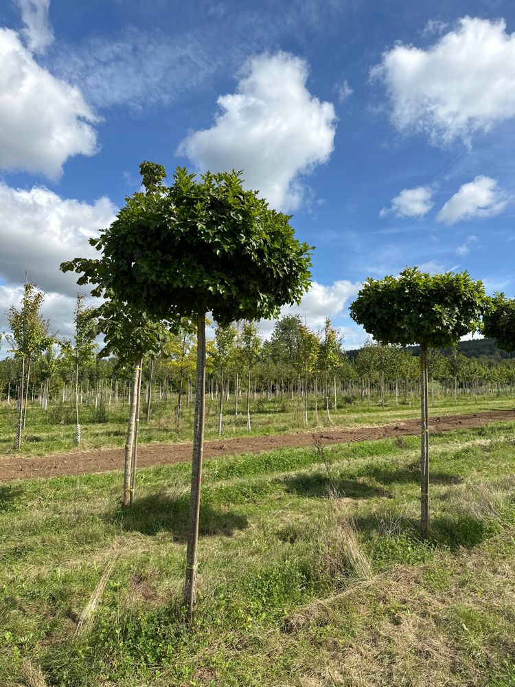 Quercus palustris 'Green Dwarf' Sumpf-Eiche 'Green Dwarf'
