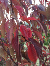 Prunus serrulata 'Royal Burgundy' Japan.Nelkenkirsche 'Royal Burgundy'