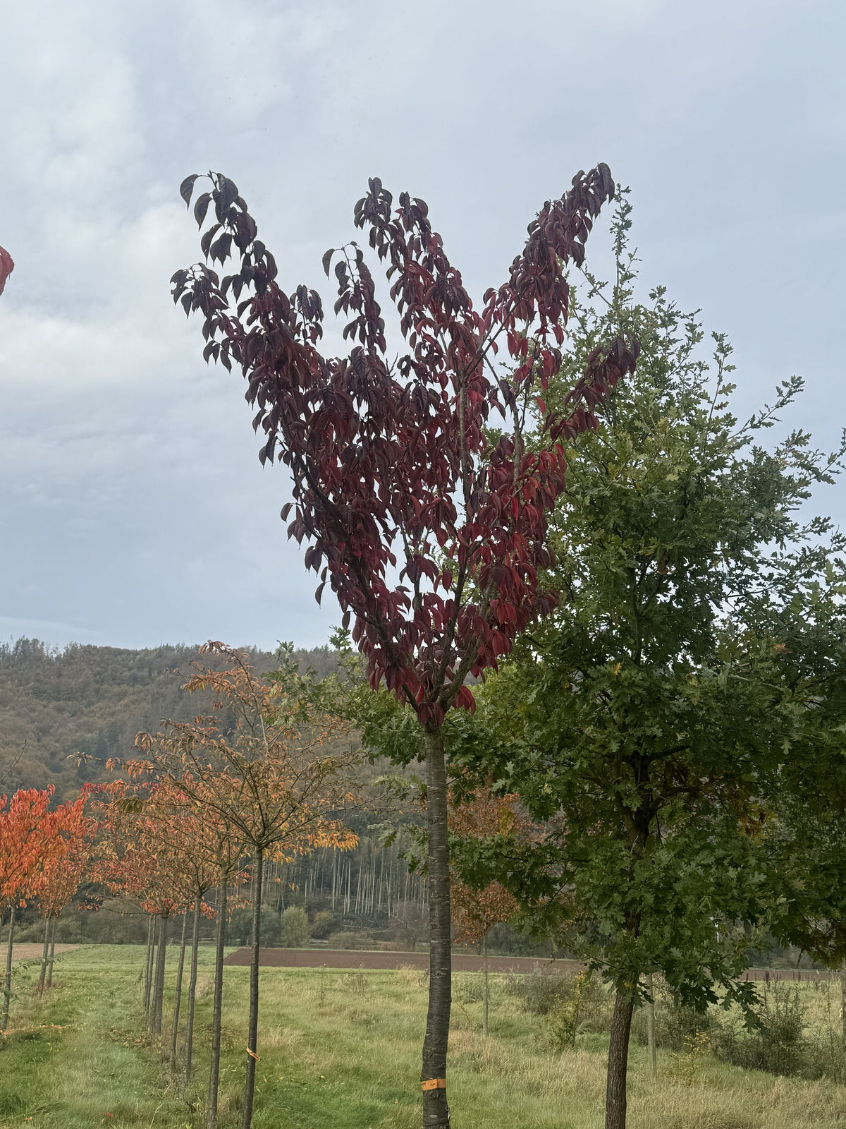 Prunus serrulata 'Royal Burgundy' Japan.Nelkenkirsche 'Royal Burgundy'