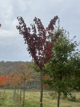 Prunus serrulata 'Royal Burgundy' Japan.Nelkenkirsche 'Royal Burgundy'
