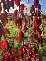 Prunus serrulata 'Royal Burgundy' Japan.Nelkenkirsche 'Royal Burgundy'