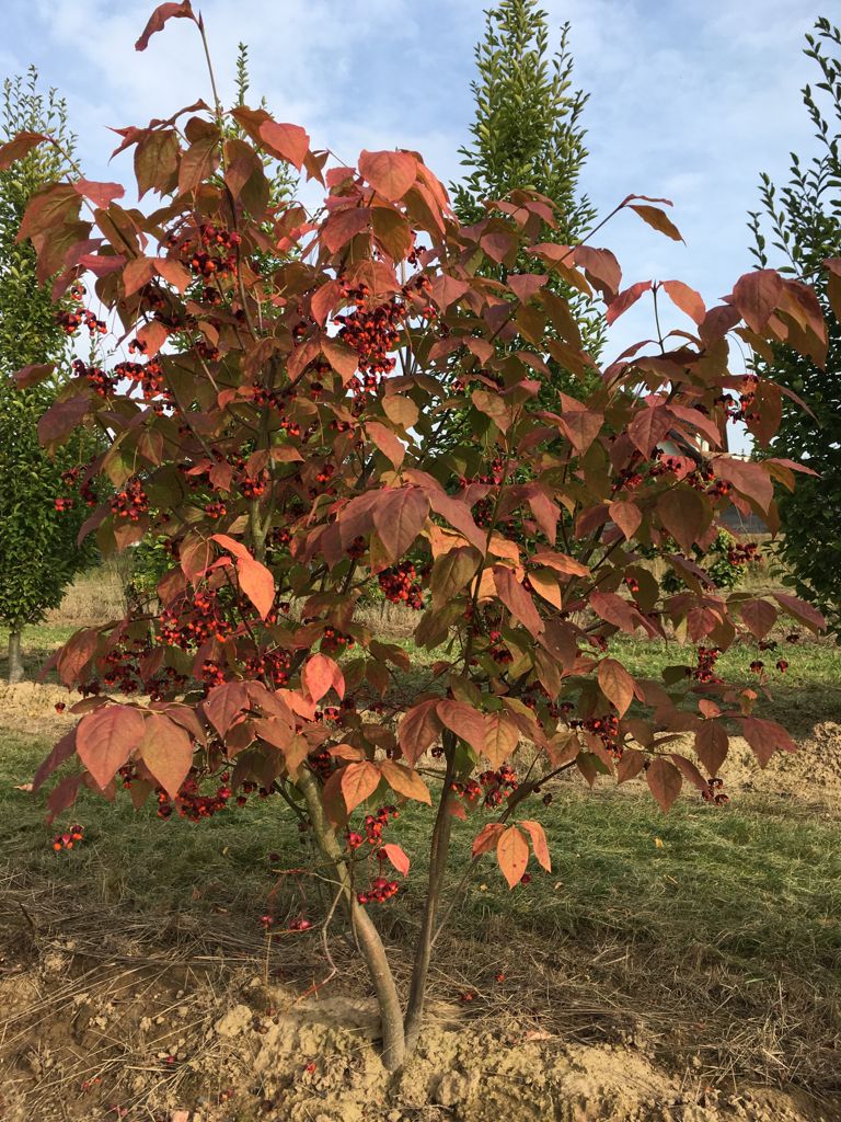 Euonymus planipes Großfr.Pfaffenhütchen