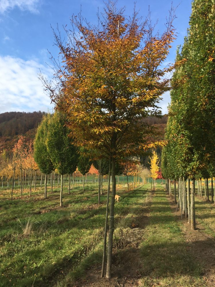 Fagus sylvatica 'Asplenifolia' Farnblättrige Rotbuche