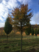 Fagus sylvatica 'Asplenifolia' Farnblättrige Rotbuche