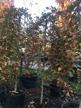 Fagus sylvatica 'Purpurea Pendula' Schwarzrote Hängebuche