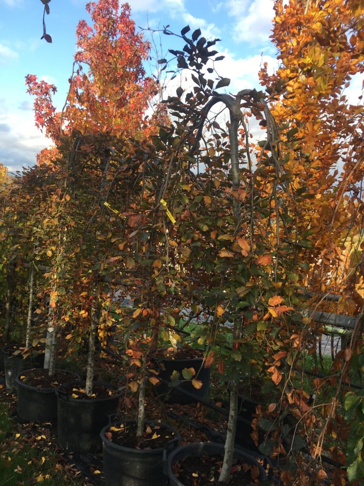 Fagus sylvatica 'Purpurea Pendula' Schwarzrote Hängebuche