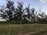 Fagus sylvatica 'Swat Magret' Blutbuche 'Swat Magret'