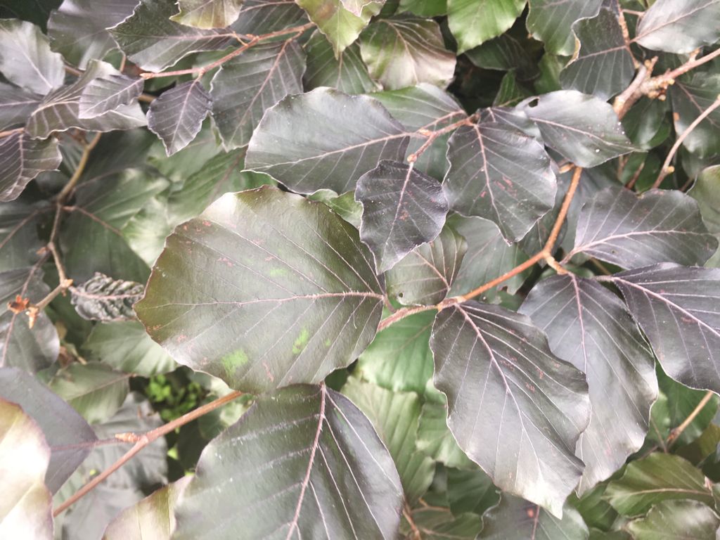 Fagus sylvatica 'Swat Magret' Blutbuche 'Swat Magret'