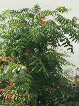 Koelreuteria pan. 'Coral Sun' Blasenbaum 'Coral Sun'