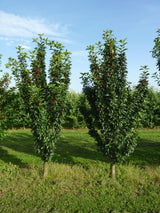 Prunus cer.'Jachim'  -S-                      CAC Sauerkirsche 'Jachim'