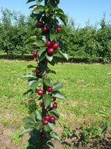 Prunus cer.'Jachim'  -S-                      CAC Sauerkirsche 'Jachim'