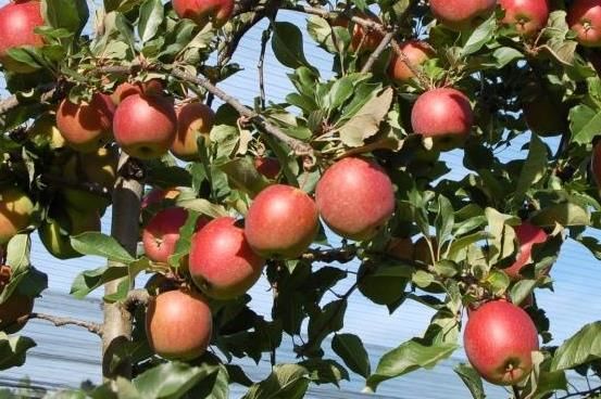 Malus 'Mariella' -S-                           CAC Apfel 'Mariella'