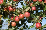 Malus 'Mariella' -S-                           CAC Apfel 'Mariella'