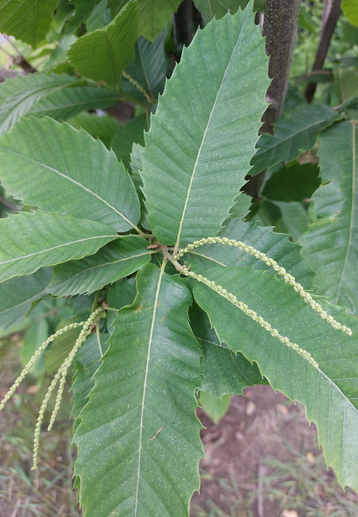 Castanea sativa 'Bouche de Betizac'       CAC Esskastanie 'Bouche de Betizac'