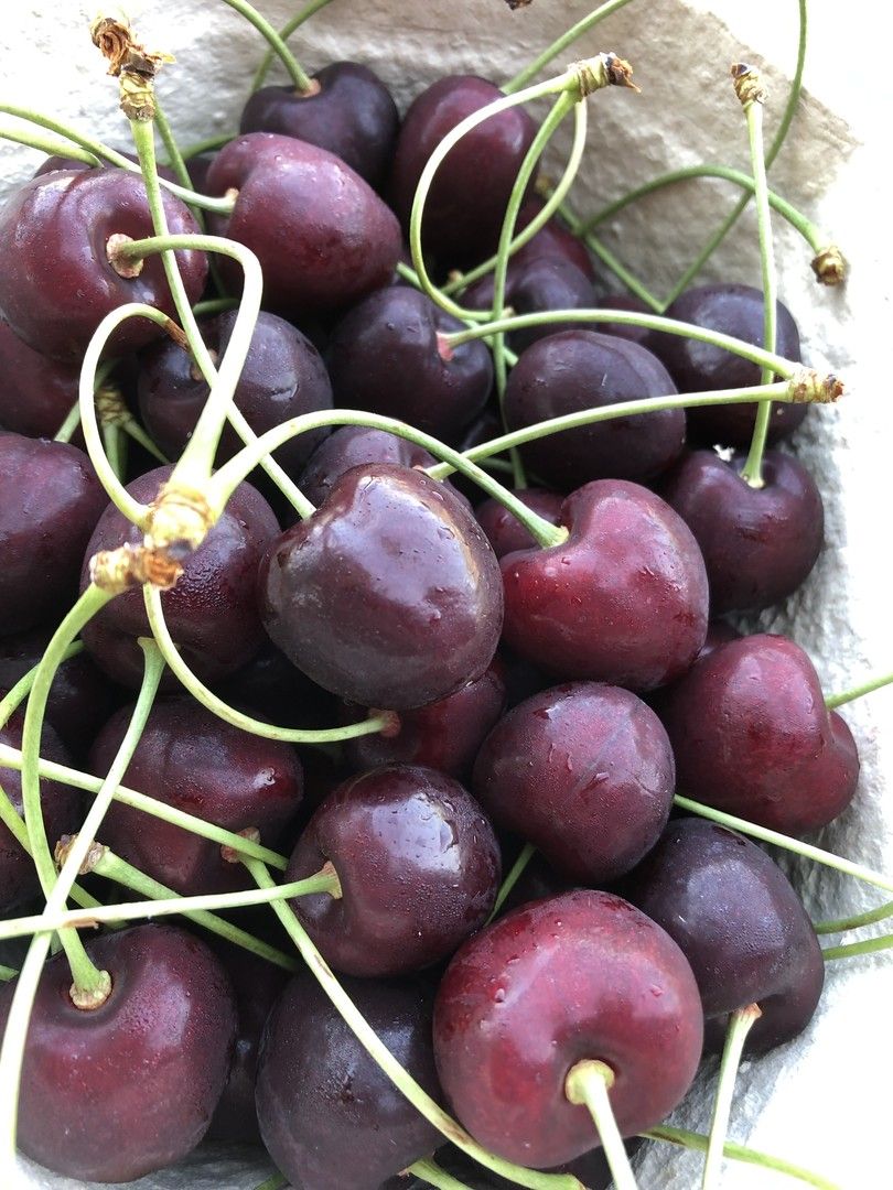 Prunus av.'Kamala' -S-                  CAC Süßkirsche 'Kamala' -S-