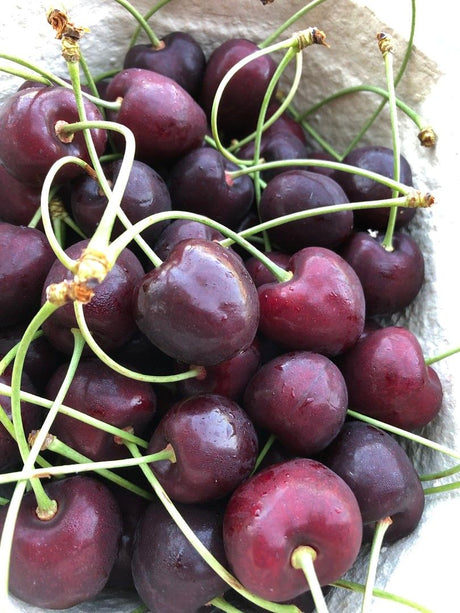 Prunus av.'Kamala' -S-                  CAC Süßkirsche 'Kamala' -S-