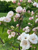 Malus ioensis 'Fimbriata' Zierapfel 'Fimbriata'