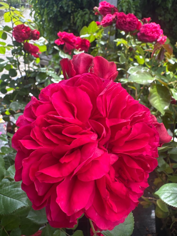 Rosa 'Red Leonardo da Vinci'  -R-       BT Beetrose 'Red Leon. da Vinci' -R- ADR-Rose