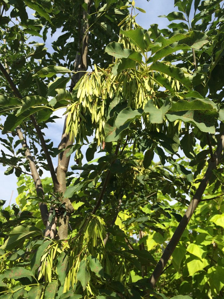 Fraxinus ornus Blumenesche
