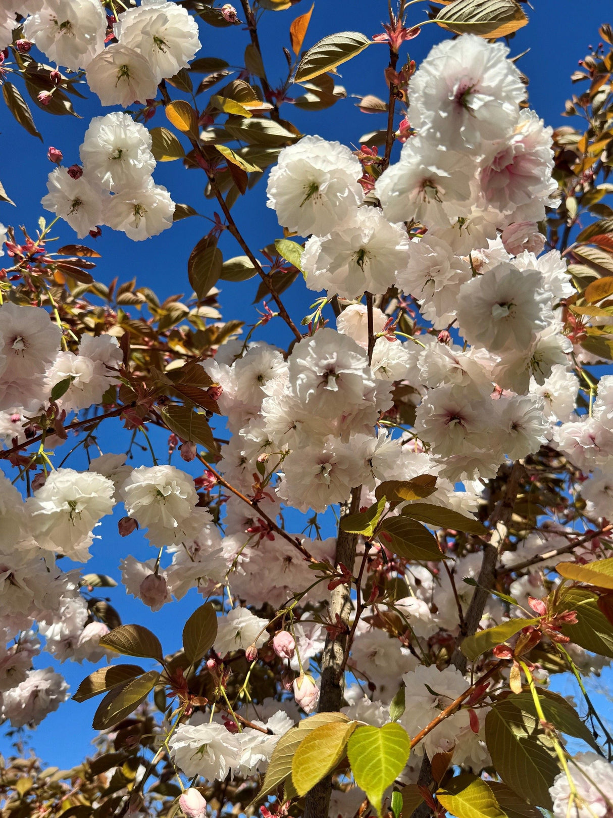 Prunus yedoensis 'Moerheimii' Japan.Maienkirsche 'Moerheimii'
