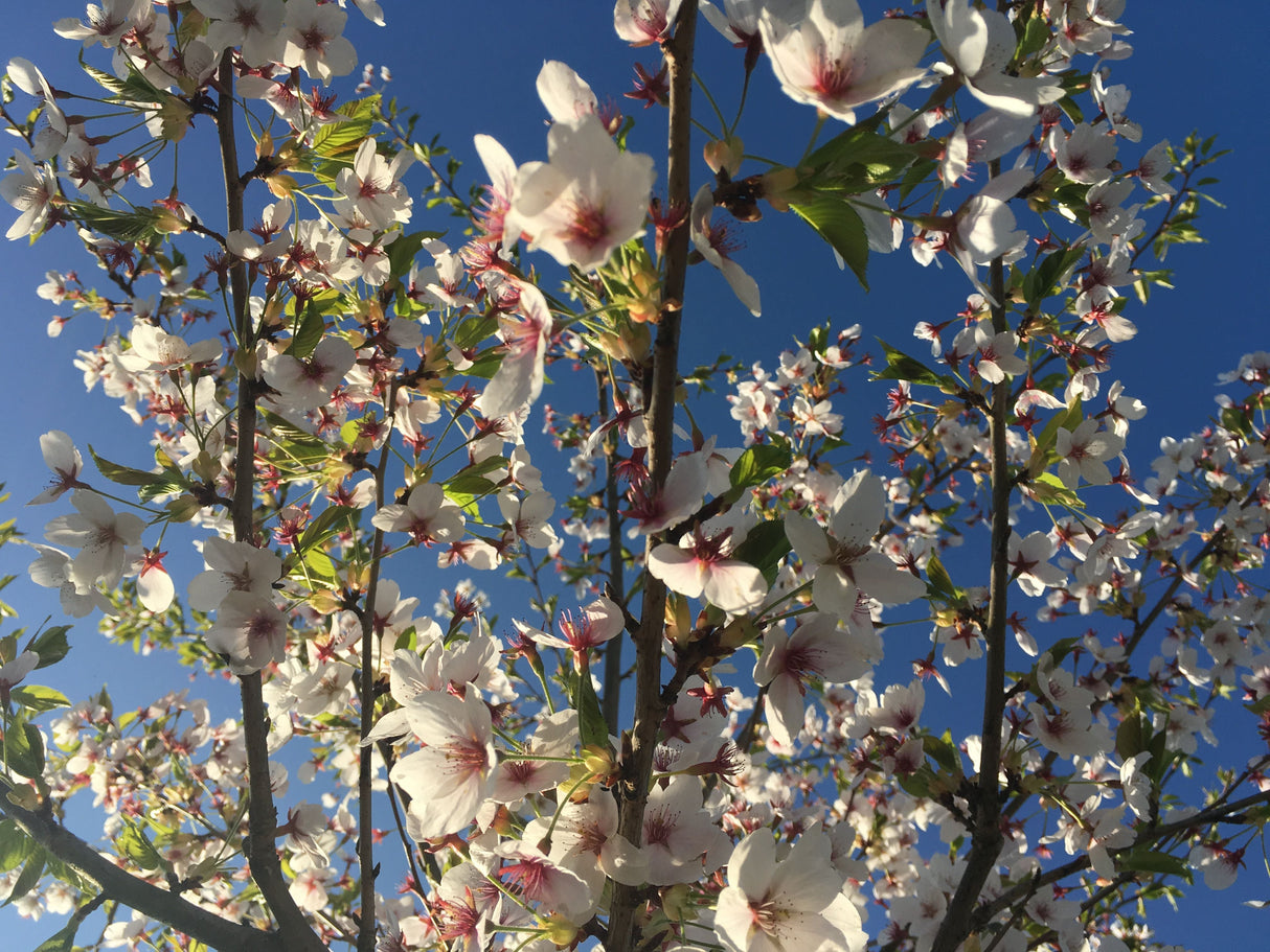 Prunus yedoensis 'Moerheimii' Japan.Maienkirsche 'Moerheimii'