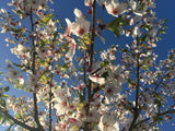 Prunus yedoensis 'Moerheimii' Japan.Maienkirsche 'Moerheimii'
