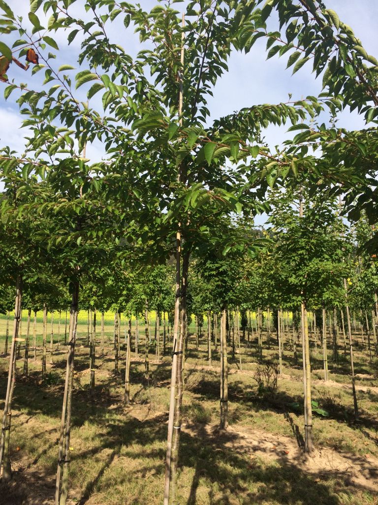 Prunus yedoensis 'Moerheimii' Japan.Maienkirsche 'Moerheimii'