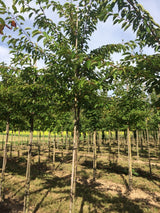 Prunus yedoensis 'Moerheimii' Japan.Maienkirsche 'Moerheimii'