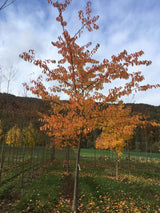 Prunus yedoensis 'Moerheimii' Japan.Maienkirsche 'Moerheimii'